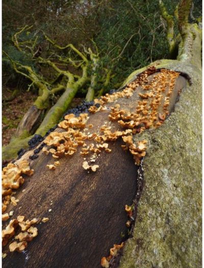 Fruit bodies on beech in the New Forest, UK.